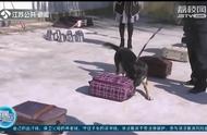 勇敢逆行者——南通搜救犬的勇敢故事