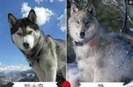 犬界“狼”影重重：探寻狼犬特征的独特魅力与禁养真相