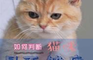 带你了解猫咪接回家前的准备工作，避免潜在风险！