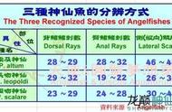 揭秘燕子神仙鱼：起源、种类及其特性