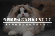 布偶猫价格大揭秘：五百到五十万，真相究竟如何？