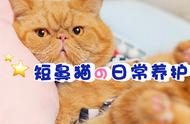 短鼻猫健康守护秘籍