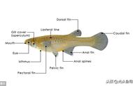揭秘食蚊鱼：它不仅是蚊子的克星，还是鱼类的威胁