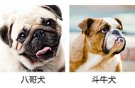 巴哥犬与斗牛犬：一眼识破，不再混淆