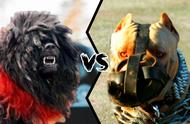 猛兽之王对决：鬼獒 vs 巨型比特犬，谁能制服森林霸主？