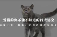 你了解爱猫者必知的四大协会吗？