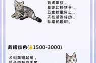 猫咪控必知：全球热门猫咪品种一网打尽！