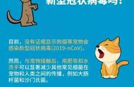 疫情期间，犬猫健康守护指南