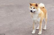 河南禁养规定：50种猛犬上榜，秋田萨摩受影响