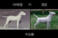 纯种犬背后的悲鸣与争议