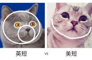 探秘英短与美短：养猫新手必看!