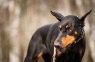 深入了解杜宾犬：养犬新体验