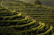 品味中国——南京雨花茶的独特魅力