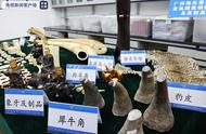 广州海关移交大量濒危野生动植物及其制品，涉及象牙、豹皮、穿山甲片等