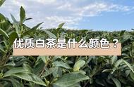 对比购买指南：实拍图展示优质白茶的颜色特点