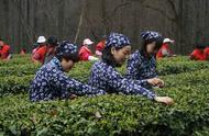 开始享受雨花茶的新鲜采摘