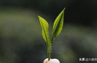 揭秘六堡茶：社前茶、明前茶、雨前茶的差异