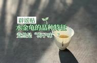 你无法想象的岩茶圈奇葩品种：喝起来像油的口感