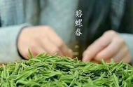 碧螺春：太湖洞庭山绿茶的吓煞人香