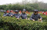 雨花茶60周年庆典：中山陵茶厂2019春茶采摘活动