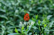 陈年武夷岩茶：古韵悠长的茶香之旅