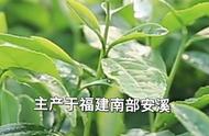 四大乌龙茶，你知道是哪四种吗？#知茶懂茶