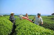 婺城茶场：夏日里的绿色生机