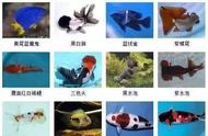 探索水族世界：全方位了解观赏鱼