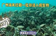 外来生物的困境：被截断的生存之路