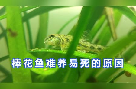 揭秘中华原生鼠鱼棒花鱼难养真相，初学者必看！