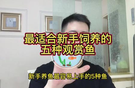 零基础养鱼教程：如何选购适合新手的观赏鱼？