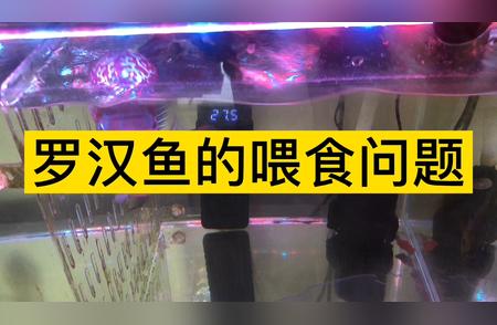 罗汉鱼喂食要点揭秘，打造水族生活新篇章