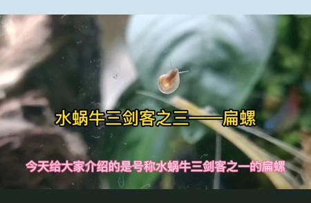 揭秘水蜗牛扁螺：鱼缸里的新朋友还是入侵者？