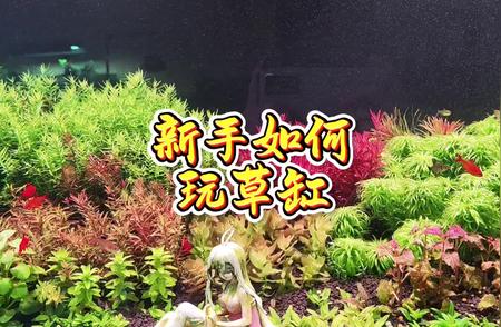 玩转草缸：水族箱造景技巧大揭秘