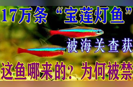 广州海关行动揭秘：为何查禁宝莲灯鱼？