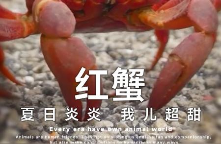 青春盛宴：红蟹与一代人的动物情缘！