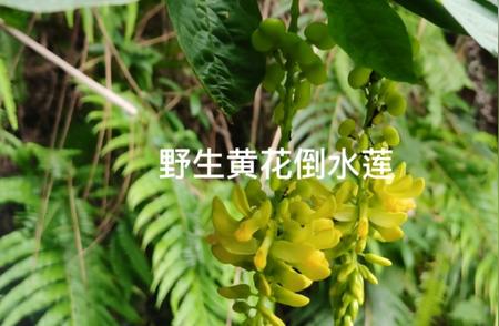 探索神秘的黄花倒水莲：背后隐藏的故事