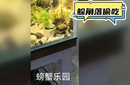 探索宠物螃蟹的世界：灵活性与食欲的完美结合