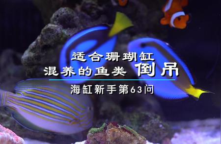 珊瑚缸混养指南：最佳鱼类伙伴推荐！