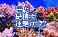 珊瑚的分类：植物还是动物？探讨海洋生物的奥秘