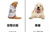 金毛犬的养护：新手与老手的差异性解析