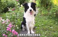 全面解析：边境牧羊犬的优缺点