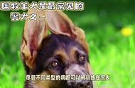 为什么黑背德国牧羊犬在警犬中如此常见？