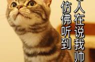 我开始后悔养美短：6个月后的养猫心得