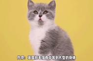 探索英国短毛猫：可爱的友好伙伴