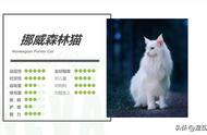 挪威森林猫：纯白系列的优雅代表