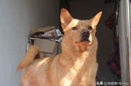 揭秘中华田园犬与品种狗的不同之处：为何田园犬被冷落？