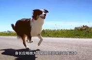 如何挑选适合你的边境牧羊犬？养狗小常识解析