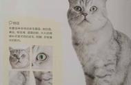 《新手养猫》：如何在家养一只受欢迎的猫咪