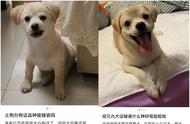 西安一社区规定禁养中华等犬种，三环内居民需遵守